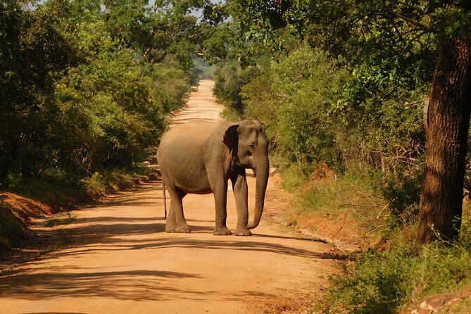 Yala National Park Safari Tour From Hambantota Port