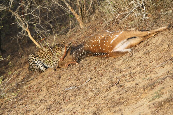 Yala National Park Special Leopard Safari Tour