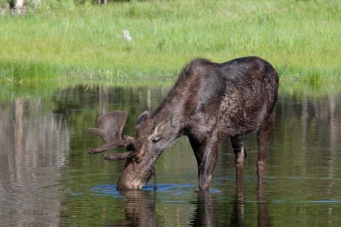 Yellowstone Wildlife Safari From Bozeman – Private Tour