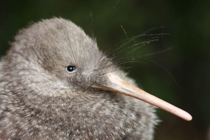 Zealandia Small Group Eco Wildlife Night Tour - Overview of Zealandia Night Tour