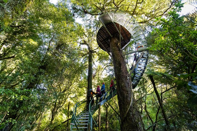 Ziplining Forest Experience – The Ultimate Canopy Tour Rotorua