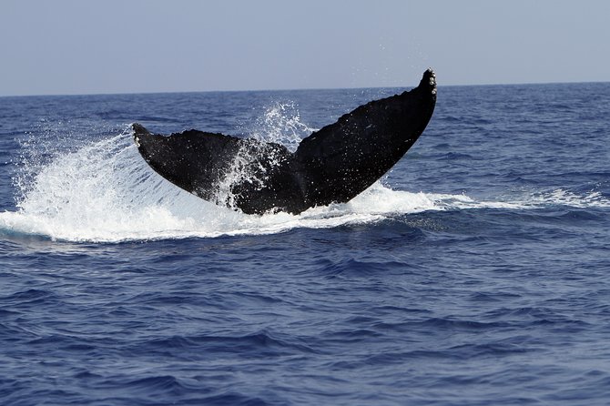 Zodiac Raft Whale Watching Adventure