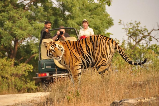 2-Day Ranthambore National Park Tour From Jaipur