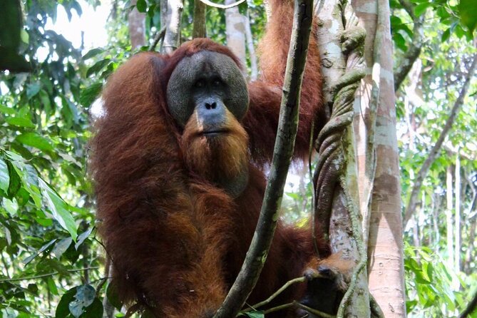 2 Days 1 Night in THE JUNGLE Mount Leuser ( See ORANGUTAN) - Key Points