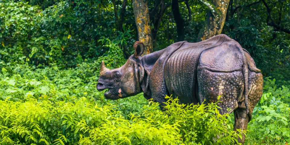 2 Days Chitwan Safari Tour - Key Points