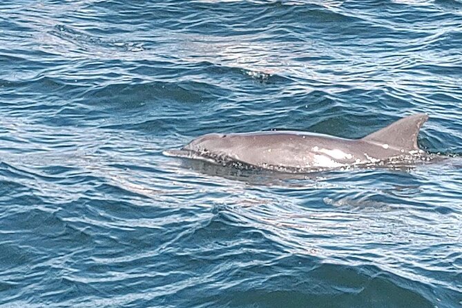 2 Hours Swim With the Dolphins in Panama City - Key Points