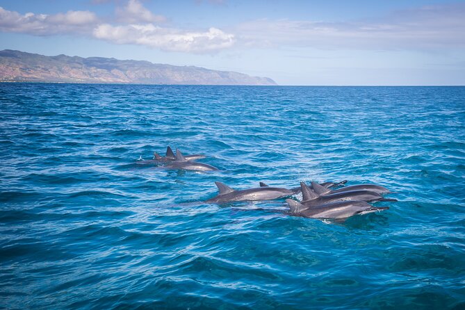 1.5 -Hour Guided Whale and Marine Life Tour - Wildlife Encounter Highlights