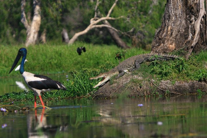 1 Day Corroboree Billabong Wetland Experience Including 2.5 Hour Cruise + Lunch - Full-Day Itinerary