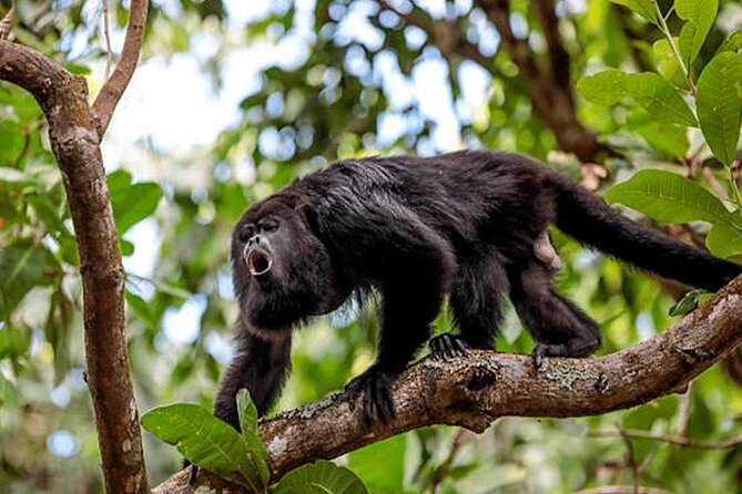 1-Hour Private Sloth Tour in the Rainforest From Costa Rica - Wildlife Encounter Experience