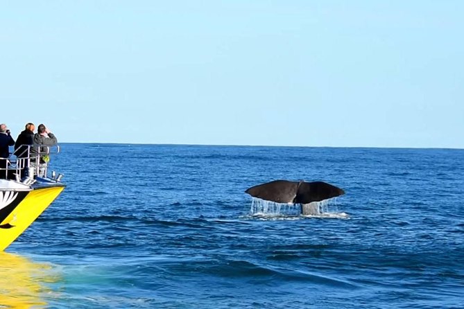 2 Day Kaikoura Whale and Dolphin Tour From Christchurch - Accommodation Details