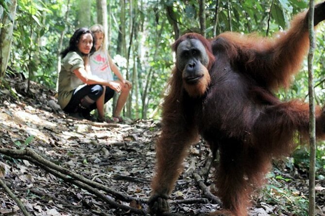 2 Day Orangutan Jungle Trek From Hotel Orangutan Bukit Lawang - Inclusions and Exclusions