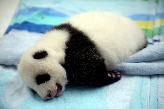 2-Day Private Chengdu Panda Tour - Exploring Chengdus Culture