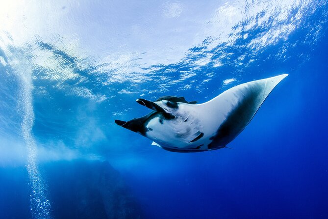 2 Days & 1 Night - 2 Dives in Lembongan/Penida (For Certified Divers) - Pickup Details