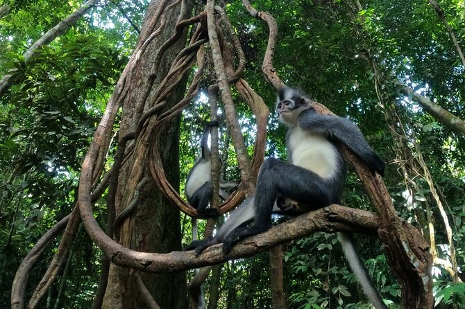 2 Days 1 Night in THE JUNGLE Mount Leuser ( See ORANGUTAN) - Pickup and Meeting Details