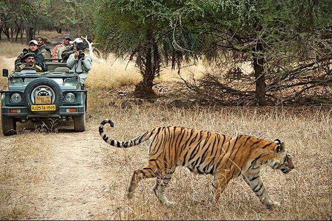 2-Days Private Ranthambhore Tiger Tour From Jaipur - Accommodation Options