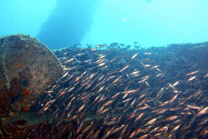 2 Dive Package for PADI Qualified Divers in Gran Canaria - Marine Life and Sites