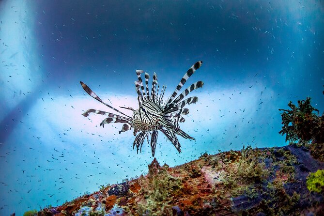 (2 Dives) Discover Scuba Diving Kota Kinabalu - Location and Marine Park Details