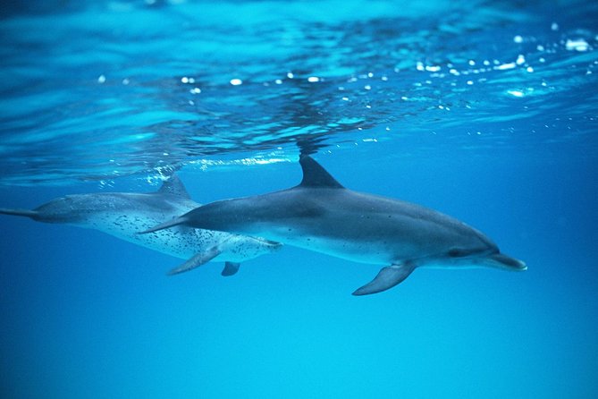 2-Hour Dolphin and Whale Watching in Gran Canaria - Meeting Location and Accessibility