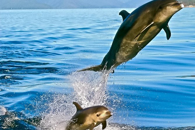 2 Hour Dolphin Viewing Eco-Tour From Picton - Wildlife Viewing Experience