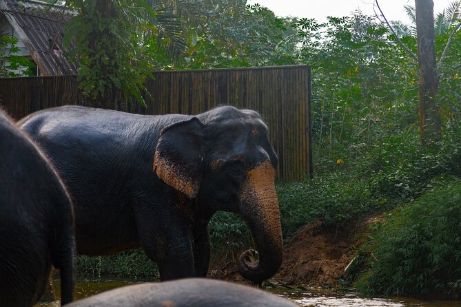 2-Hour Guided Eco-Tour & Transfer to Khaolak Elephant Sanctuary - Included Services