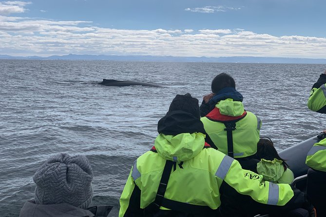 2-Hour RIB Boat Whale Watching Tour From Reykjavik - Highlights
