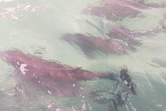 2 Hours Swim With the Dolphins in Panama City - Tour Details and Logistics