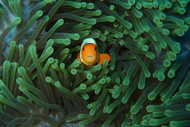 2 or 3 Dives in Nusa Lembongan and Penida, for Certified Diver (In Lembongan) - Dive Packages Available
