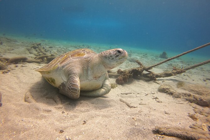 2 Tank Guided Shore Dive - Requirements for Participants