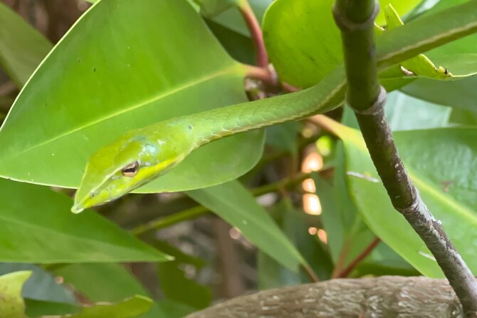 2h Bentota River Safari: Crocodiles, Monkeys, Mangrove & More - Pick-up and Drop-off