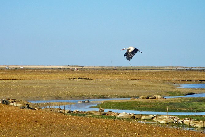 3-Hour Boat Tour in Ria Formosa on Olhão Algarve - Exploring Ria Formosas Landscape
