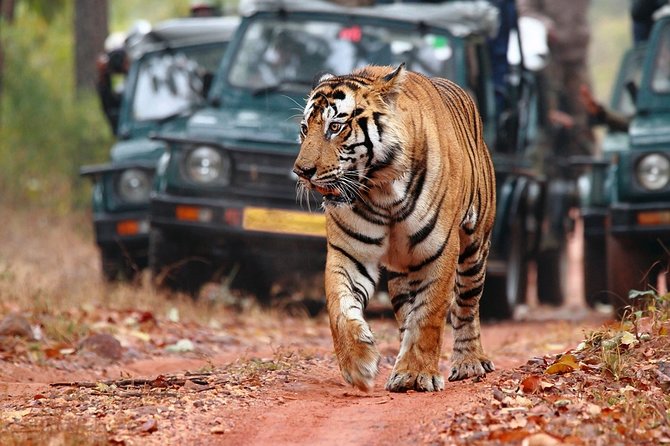 3-Hour Private Safari in Ranthambore Tiger Reserve - Additional Tour Information