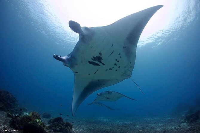 3D2N Sailing Komodo Living on Board Fiday to Sunday (Labuan Bajo) - Komodo Dragons and Flying Foxes