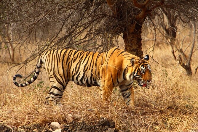 4-Day Private Ranthambhore Tiger Tour Including Delhi, Agra and Jaipur - Detailed Itinerary