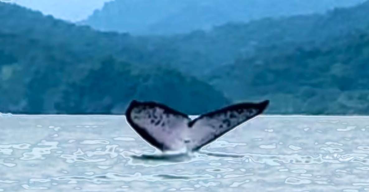 4 Days Adventure; Medellin to Nuqui- Whales!!! - Itinerary Breakdown