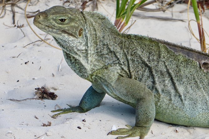 4-Hour Catamaran Sail and Snorkel Tour From Grace Bay - Cruise on the Catamaran
