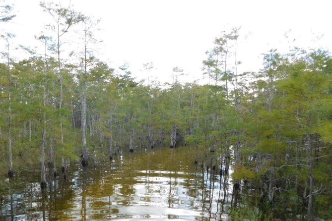 4-Hour Swamp Buggy Adventure Tour in Florida - Meet Your Local Guide