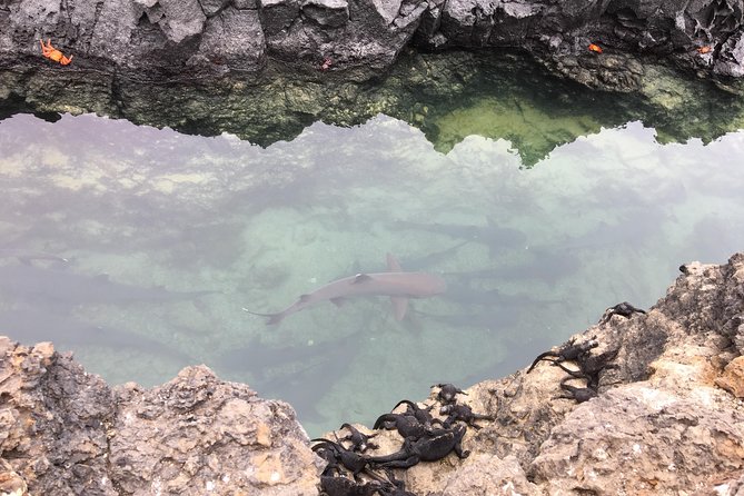 6-Day Galapagos Island Hopping Tour: Santa Fe, Santa Cruz and Los Tuneles - Wildlife Encounters