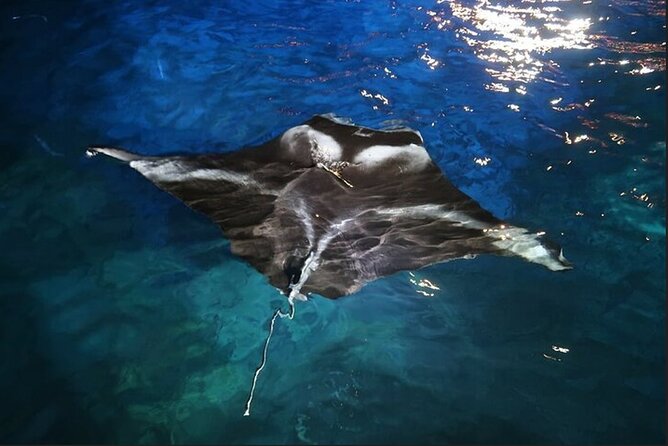 6 Passenger Maximum Manta Ray Night Snorkel in Kailua-Kona, HI - Included Equipment and Amenities
