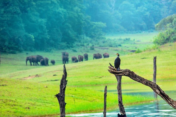 8 Days Kerala Private Tour (3 Star) With Munnar, Houseboat & Cab- Iris Holidays - Deluxe Houseboat Experience