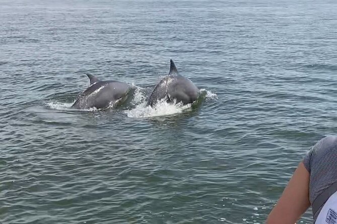 90-Minute Private Dolphin Tour in Hilton Head Island - Unique Features of the Tour