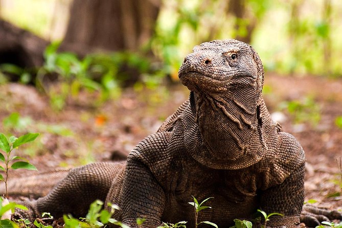 A Day to Komodo Island - Inclusions and Exclusions