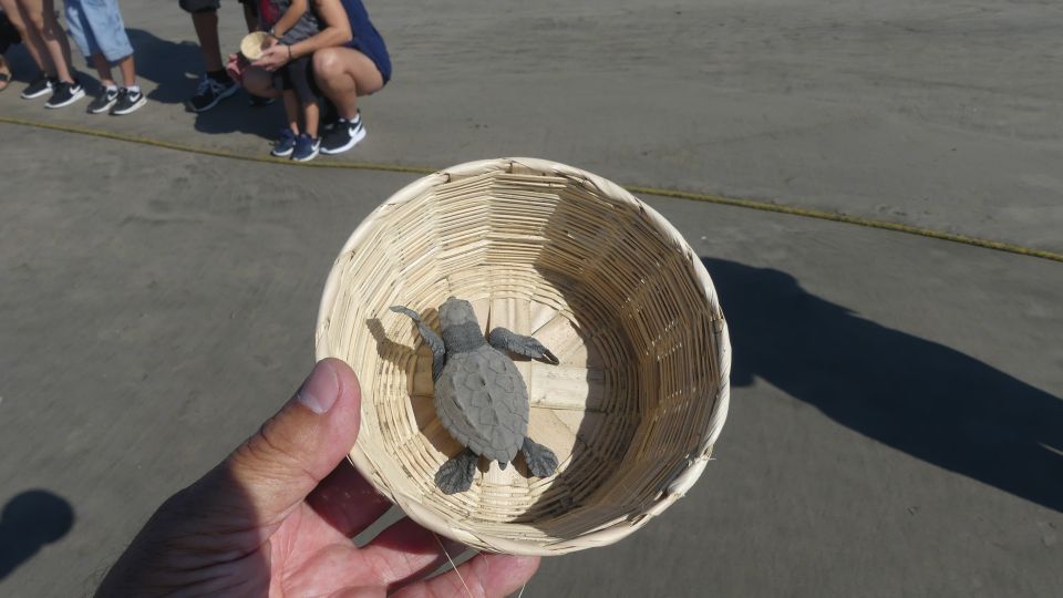 Acapulco: Baby Sea Turtle Release Experience With Pickup - Discovering Sea Turtle Species