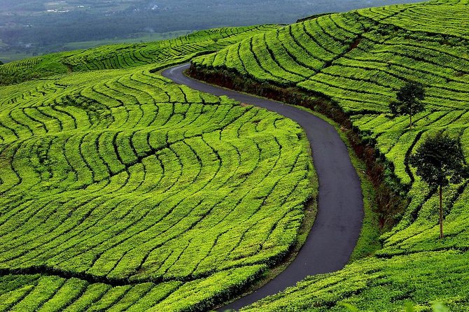 Active Volcano, Rice Field, Hot Spring, Fruit Market, Tea Plantation With Lunch - Authentic Rural Rice Field
