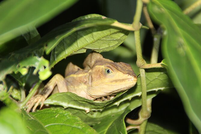 Adventure Canoe Tour in Tortuguero - Meeting and Pickup Details