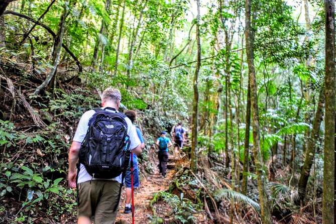 Adventure & History at Tijuca Forest (Small Group or Private) - Highlights of the Hiking Experience