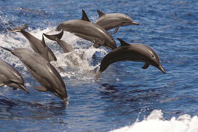 Afternoon Honu Hawaiian Green Sea and Dolphin Snorkel and Sail - Experience Highlights