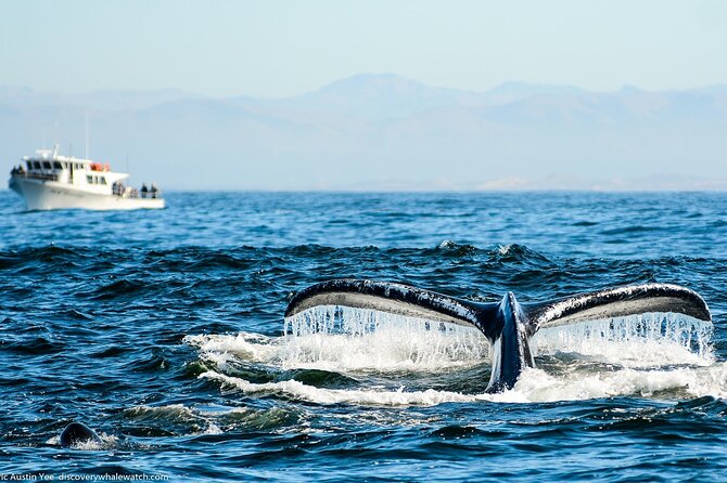 Afternoon Whale Watch - Wildlife Sightings