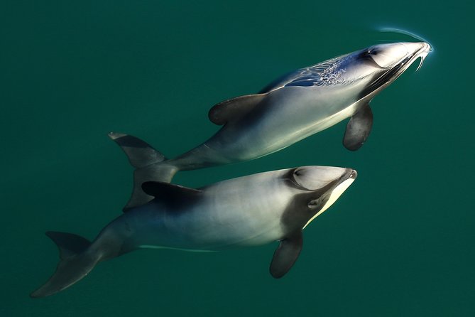 Akaroa Harbour Nature Cruise - Wildlife Encounters