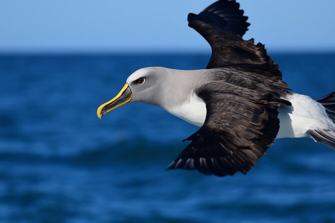 Akaroa Wildlife Cruise - Meeting and Departure Details