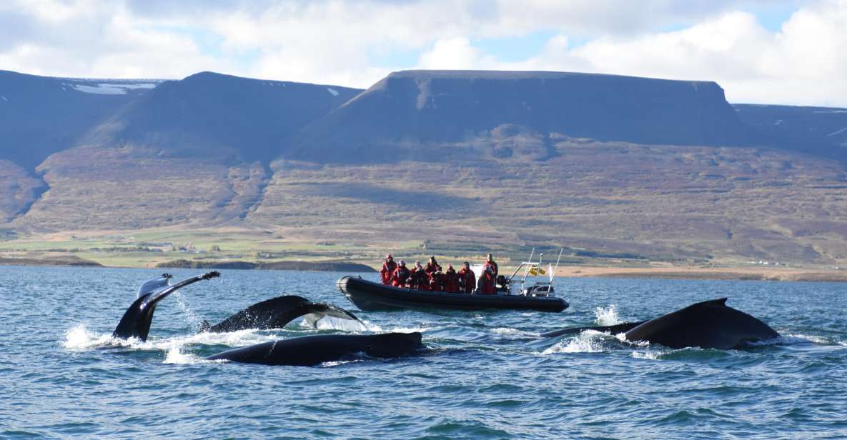 Akureyri: 2–Hour Whale Watching Express by RIB Speedboat - Pricing and Reservations
